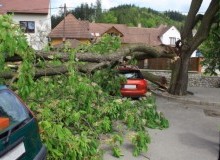 Kwikfynd Tree Cutting Services
eastgardens