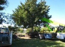 Kwikfynd Tree Management Services
eastgardens